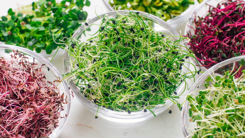 Growing microgreens and sprouts at home