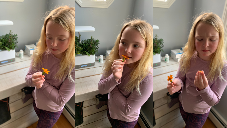 a little girl eats an orange marigold and doesn't like it