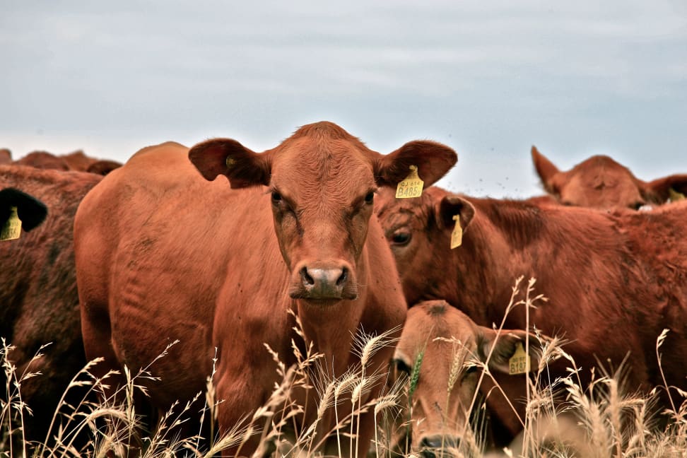 A herd of cattle