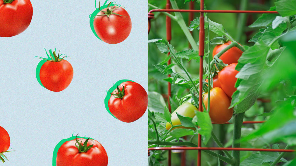 On left, red tomatoes. On left, growing tomatoes on vine within red, wire tomato cage.