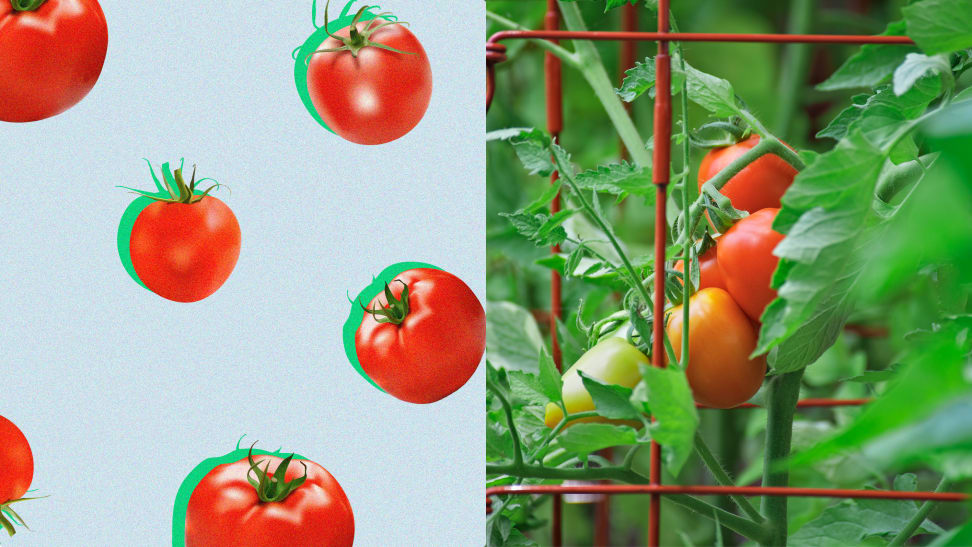 Ruler measuring growth on a newly planted tomato plant in a