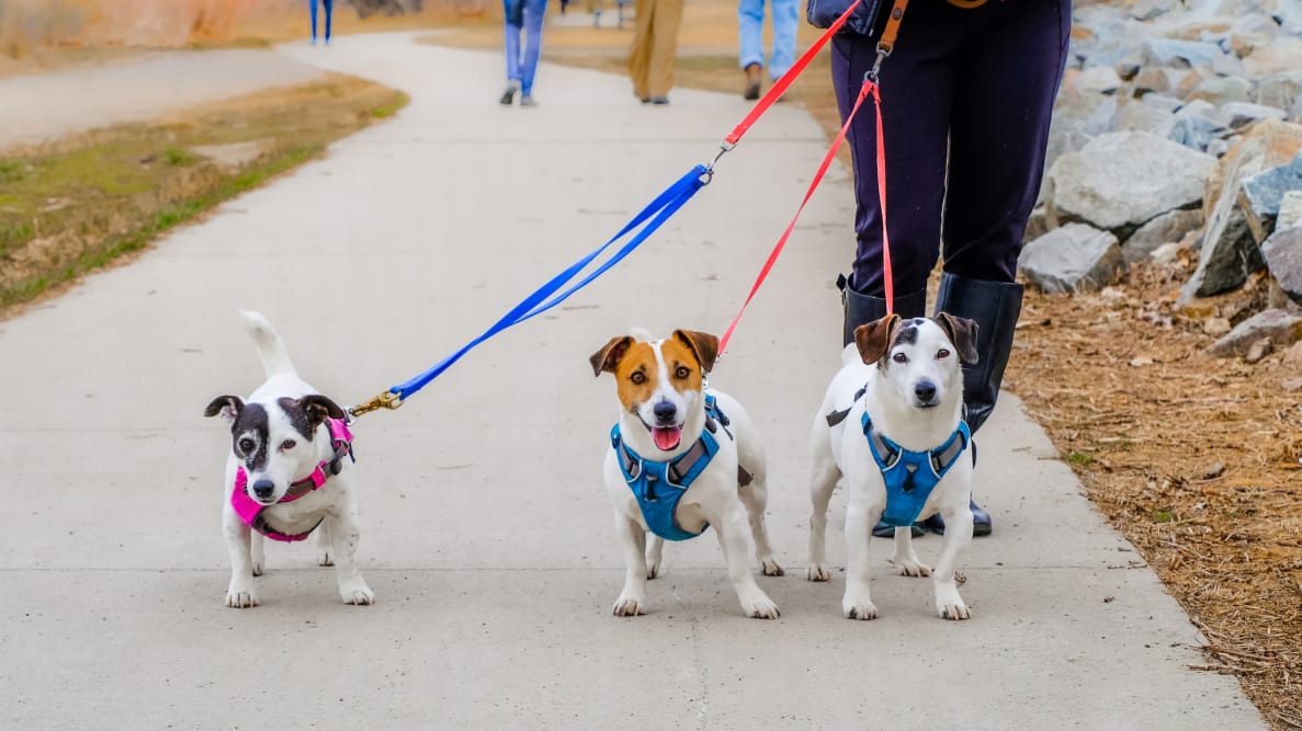 houdini dog harness