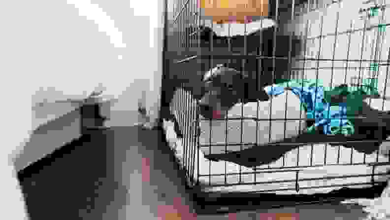 A dog cozies up to blankets in a dog crate in a bedroom