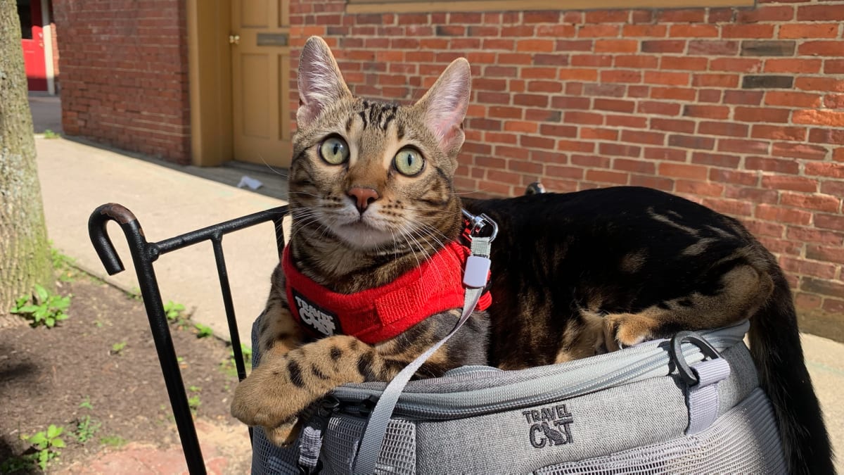 The Best Cat Harnesses of 2022