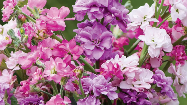 Bush of pink, purple and white flowers outdoors.