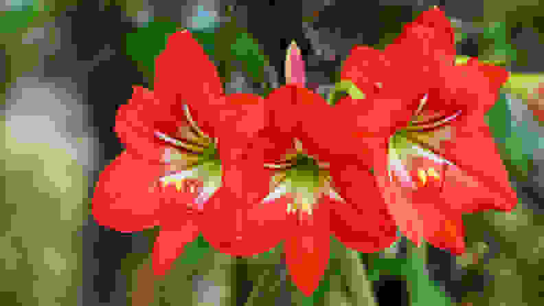Blooming red amaryllis or Hippeastrum flowers in garden, a toxic plant for cats and dogs.