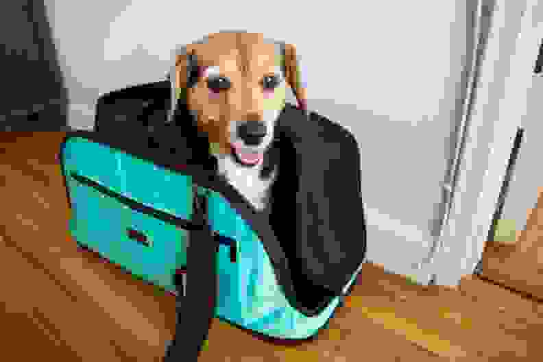 A smiling dog sits inside an aqua Sleepypod Air pet carrier that sits on a wood floor