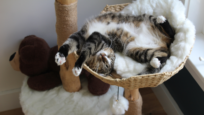 A small tan, brown and white tabby sprawls out belly up inside of plush bed on the lower level of a whicker and wood cat tower in front of white wall.
