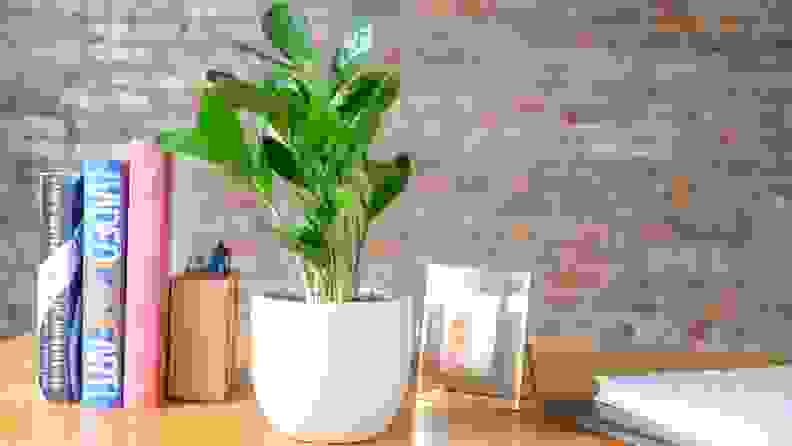 A potted plant sitting on a table in front of a stack of books