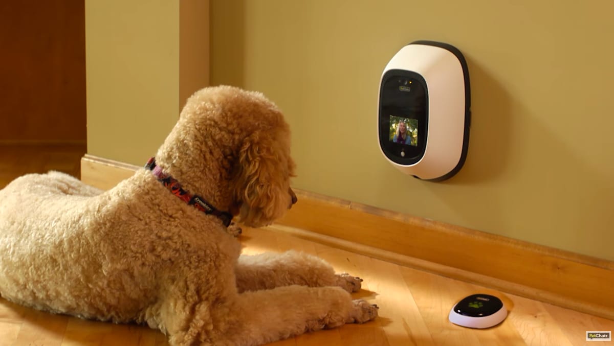 7 smart gadgets to make your dog a connected pet Reviewed