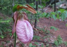 macro_220.jpg
