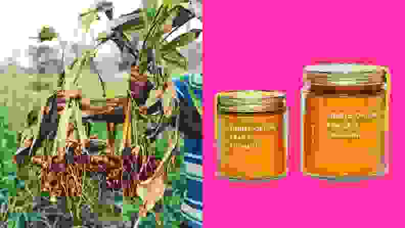 On the left, a person is harvesting turmeric from the fields; on the right, two jars of Diaspora Co.'s top-selling products are on display.