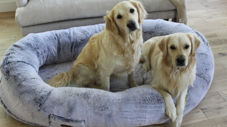 2 dogs on a Plufl bed.