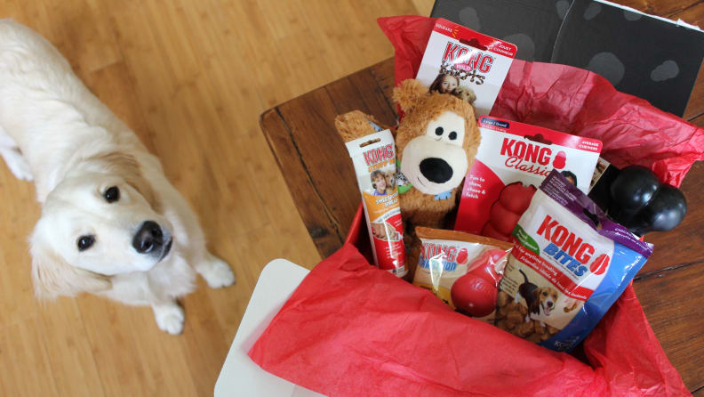An image of a dog looking up at the KONG Box, which is full of treats.