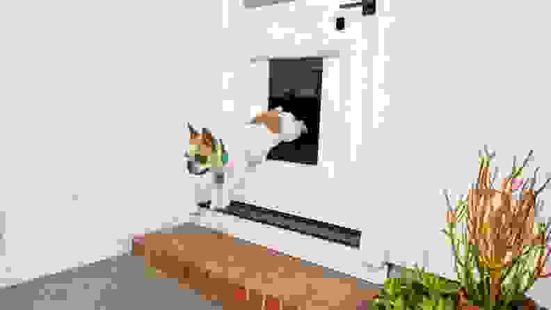 A dog leaps through the MyQ Pet Portal smart doggy door.