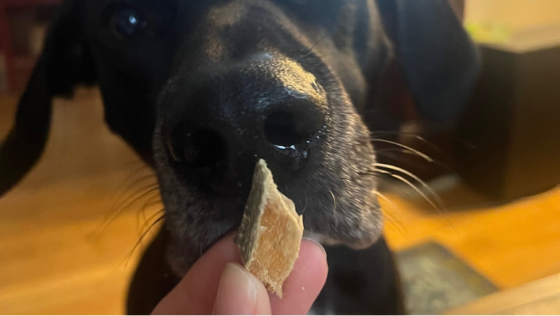 A very good girl getting a treat.