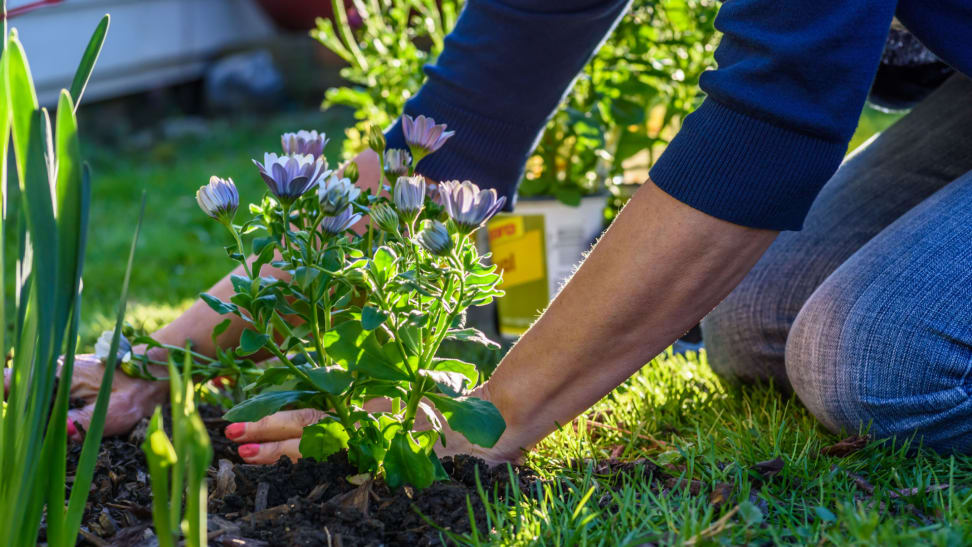 Woman planting purple flowers in garden