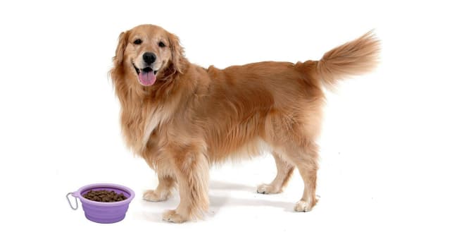 Silicone dog bowl