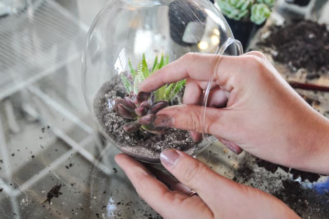 Succulent-Terrarium-7.jpg