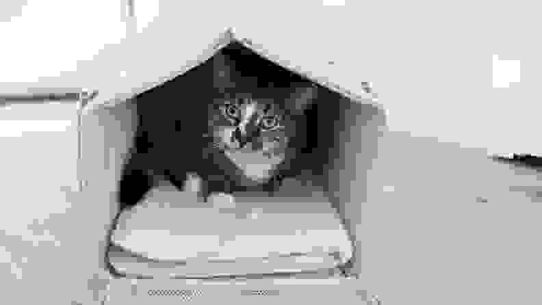 A cat inside the cat carrier.