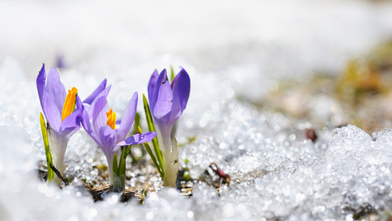 Crocus growing out of snow