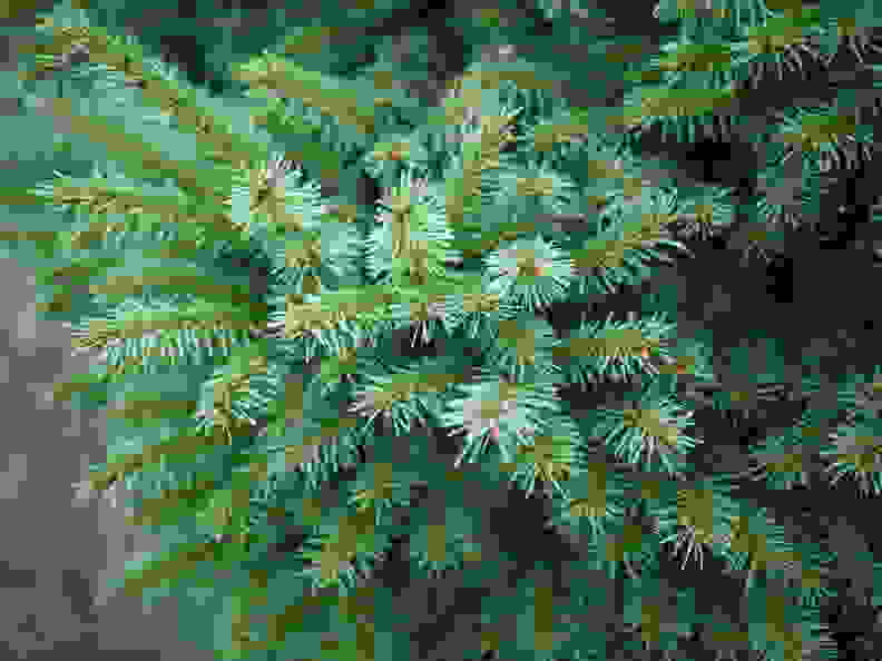 A Norway Spruce