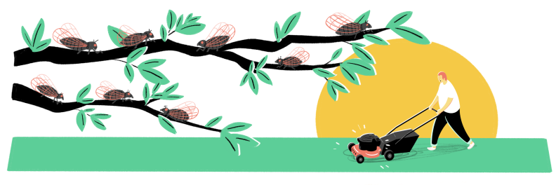 Illustration of person mowing lawn and sunrise/sunset next to tree branches with cicadas in them
