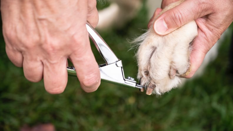 The Best Dog Nail Clippers of 2023, Tested and Reviewed