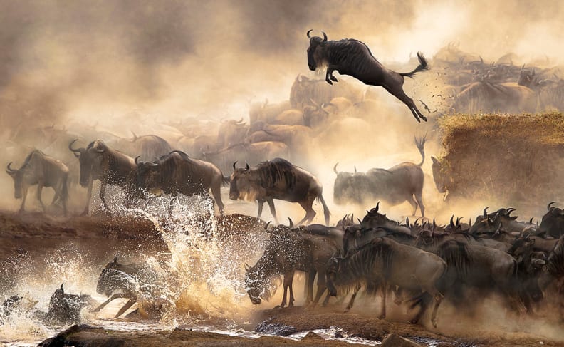 wildebeest.jpg