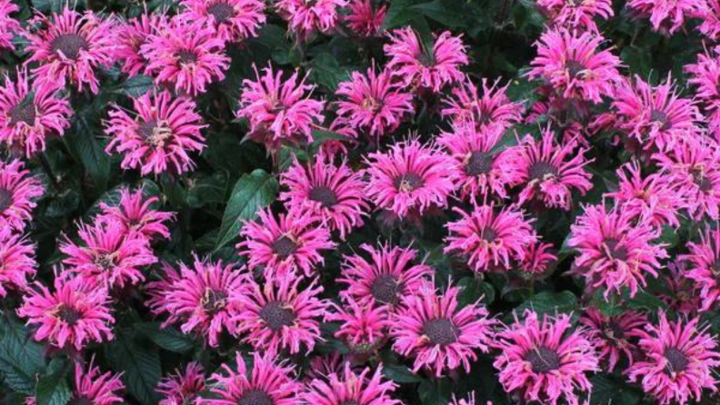 Delights nursey bubblegum blast flowers
