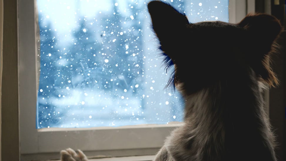 10 things under $40 your dog needs this winter