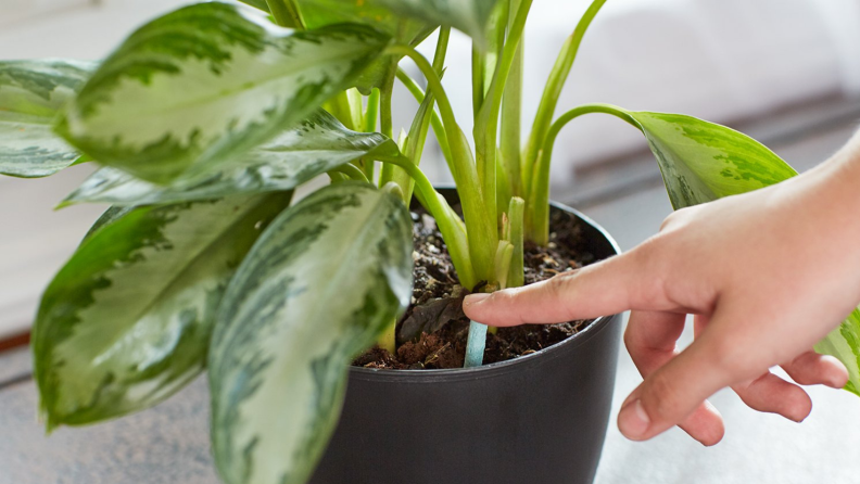 Miracle-Gro Plant Food Spikes