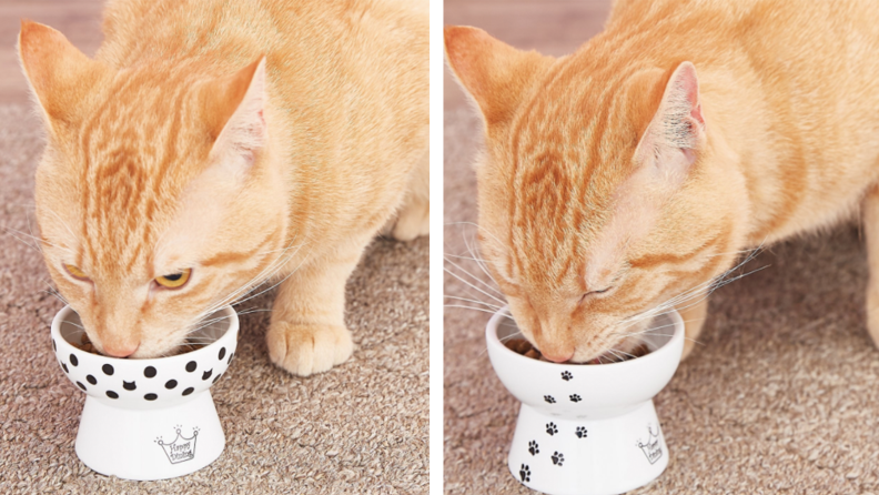 Two images of cat eating from elevated bowl