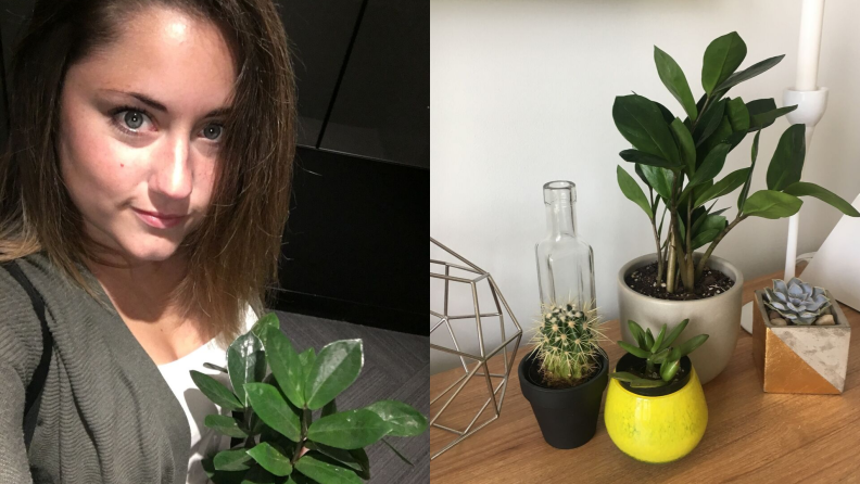 Left: A selfie of the author holding a plant; right: a ZZ plant on a shelf with other smaller plants.