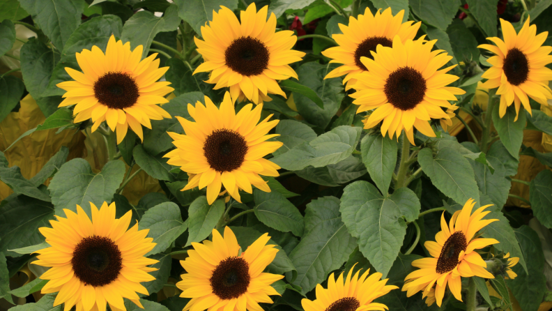 Yellow and black sunflowers in field