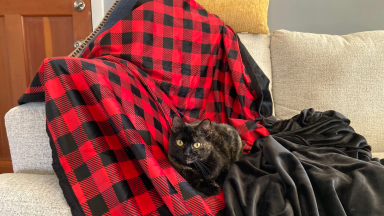 Cat laying on the Big Blanket