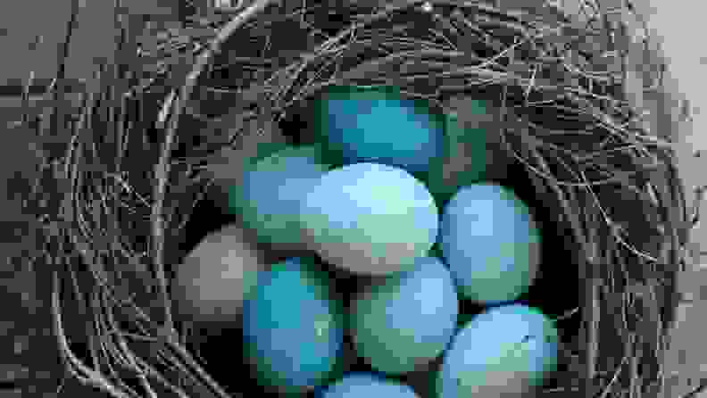 Robin Egg Easter Eggs