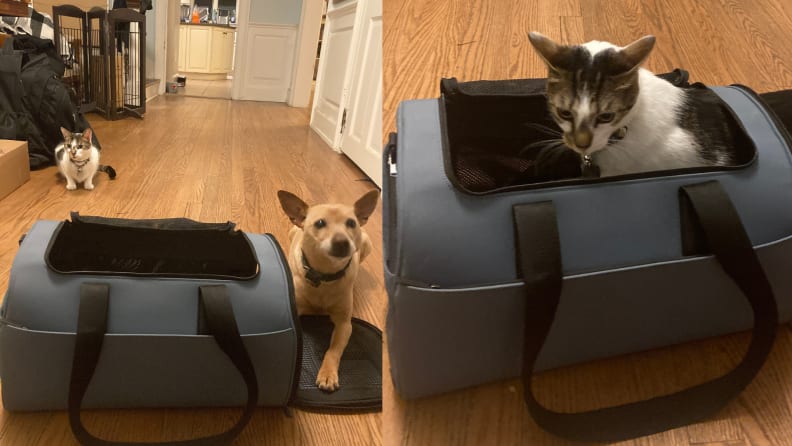 The Pet Carrier