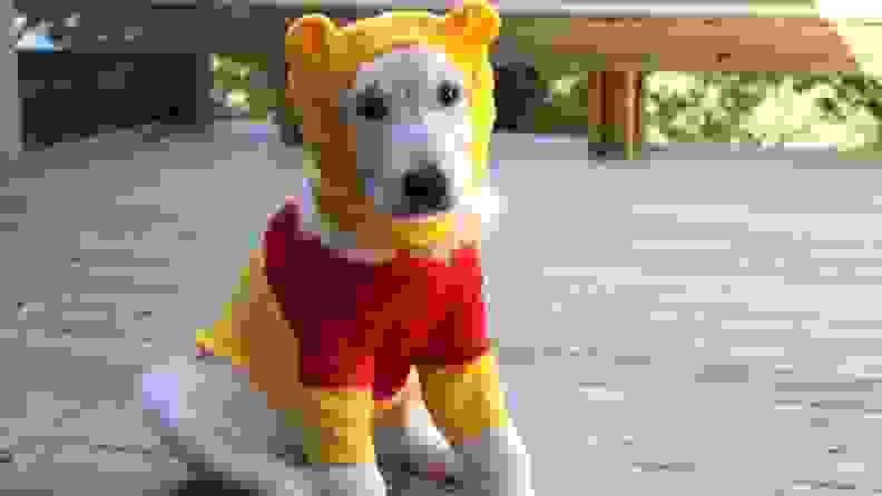 dog in winnie the pooh costume