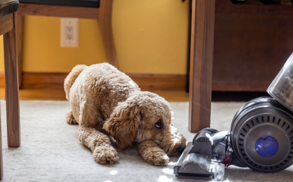 A goldendoodle dog laying on a rug and nose to nose with a vacuum