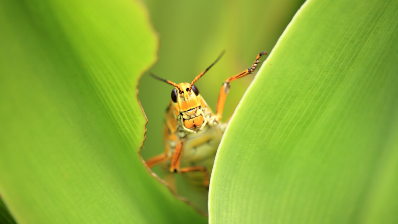 A grasshopper peeks out from a leaf