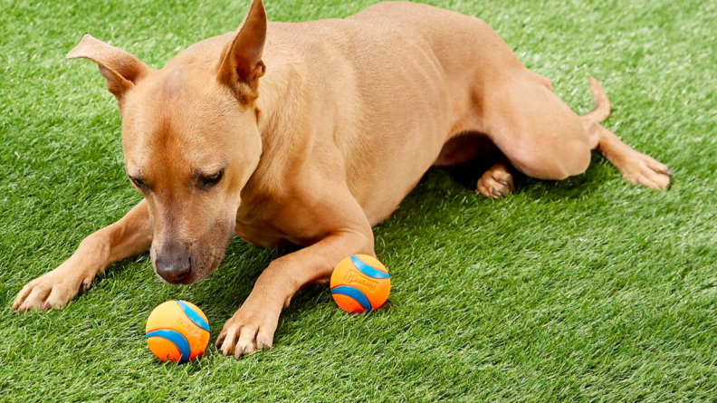 These bright orange rubber balls are incredibly durable.