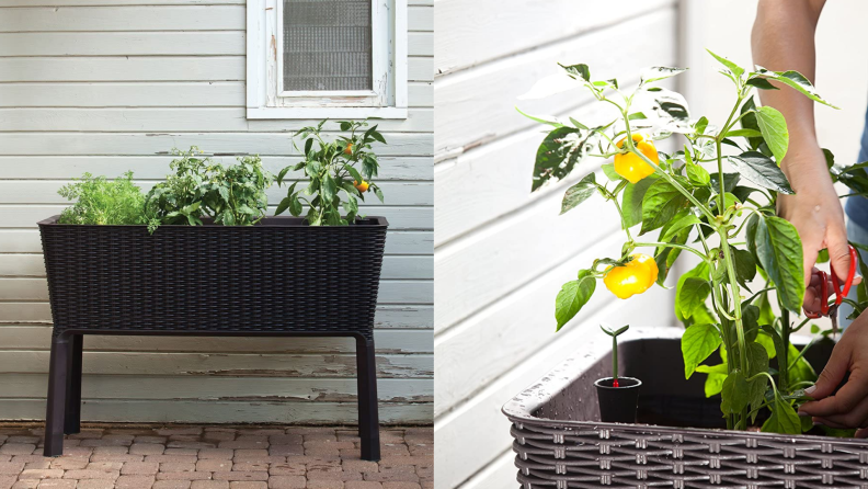 On left, Keter Easy Grow Raised Garden Bed resting in front of house. On right, hand using garden tool to tend to yellow pepper plant in Keter Easy Grow Raised Garden Bed.