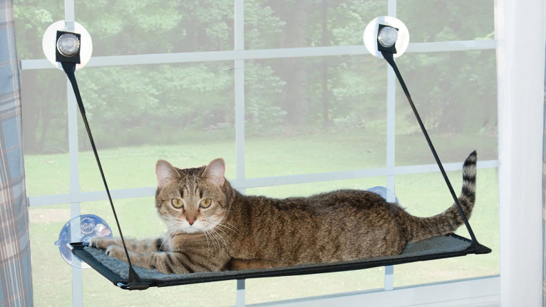 This perch is the perfect spot for your cat to survey the neighborhood.
