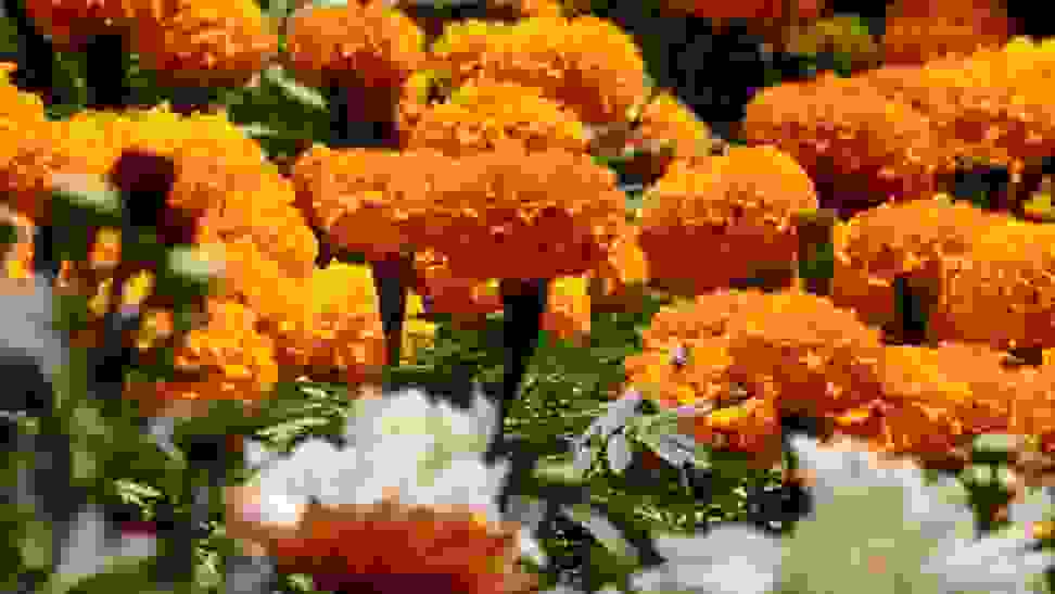 Close-up of orange flowers in a garden