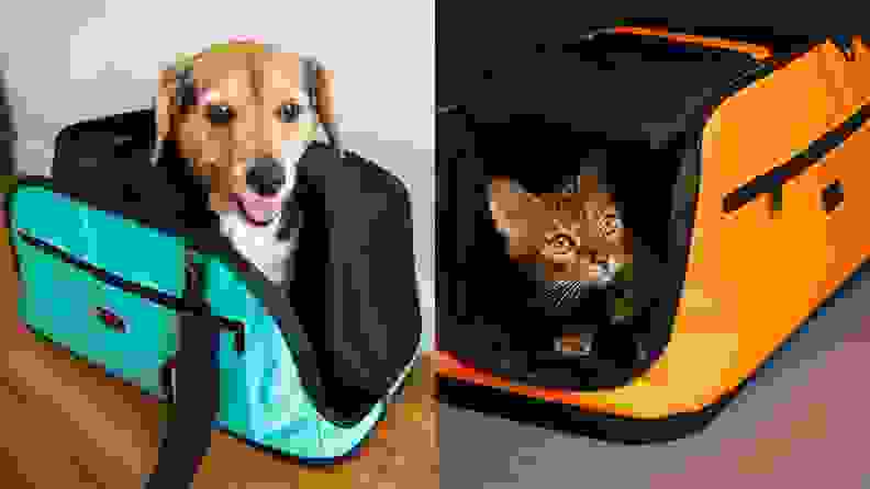 Dog in carrier on left, cat in carrier on right