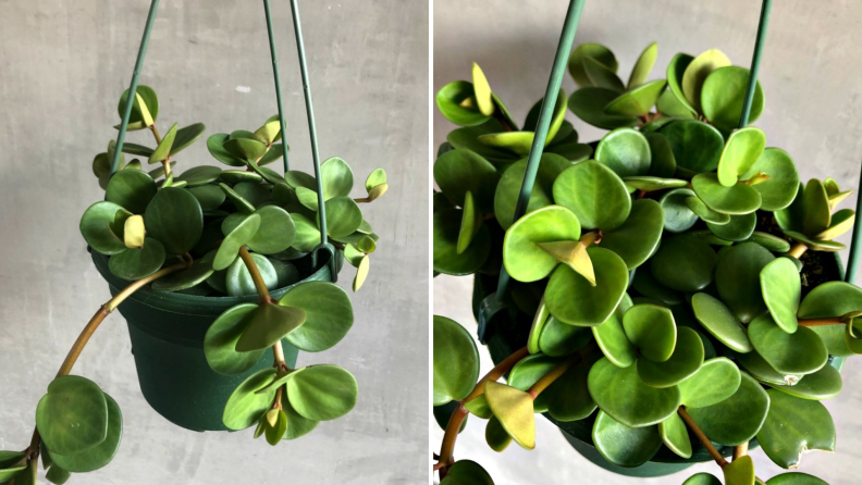 A hanging green "hope" plant.