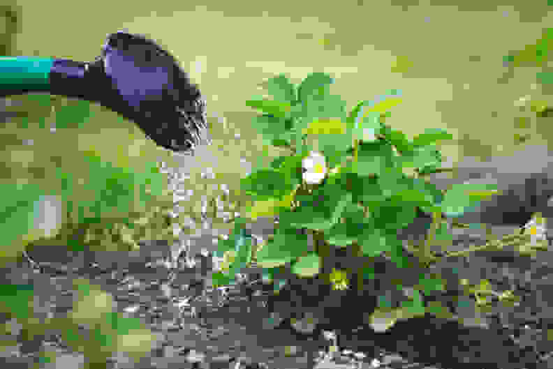 A nozzle shooting water onto fertilizer by strawberry plant