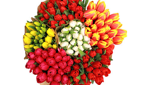 Trader Joe's sells a bouquet of 24 tulips.