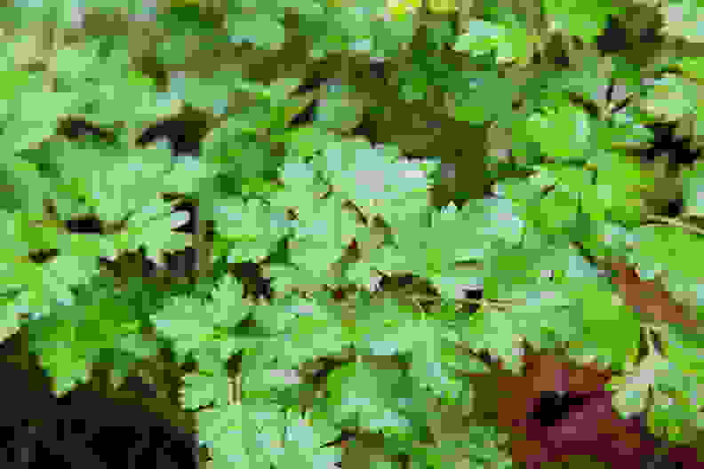 Parsley